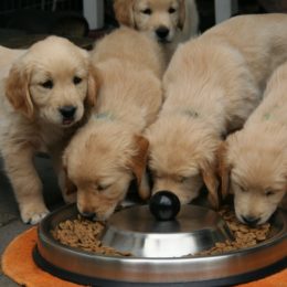 Combien de fois par jour un chien doit-il manger ?