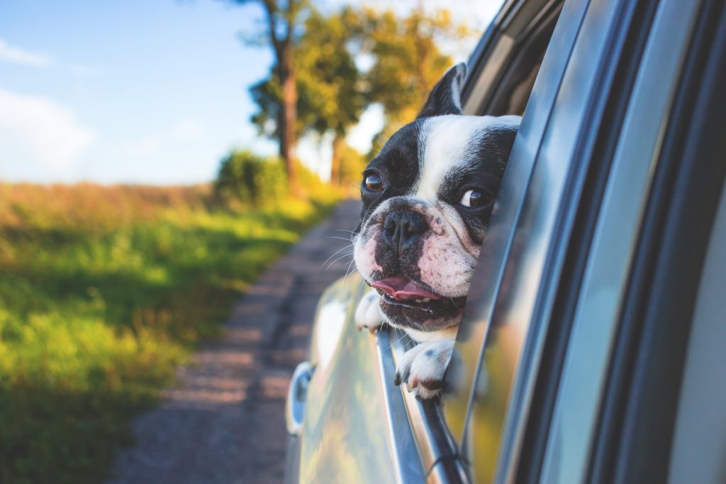 Assurez la sécurité en voiture de votre chien avec une ceinture adaptée