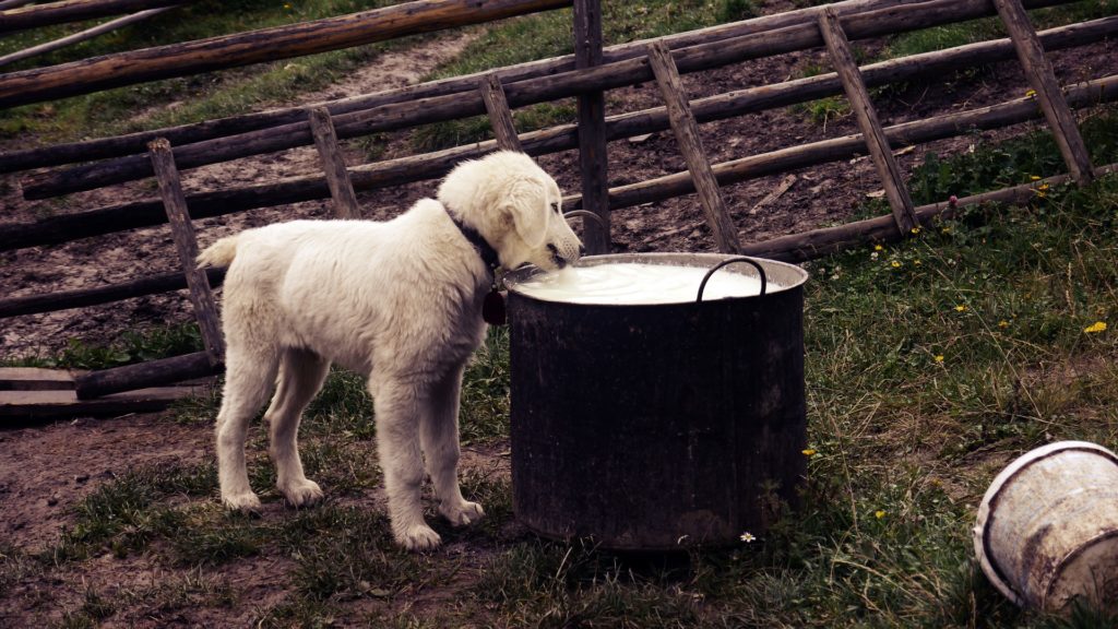 Alimentation de chien : il faut être attentif quant à la quantité ?