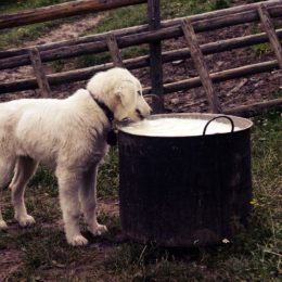 Alimentation de chien : il faut être attentif quant à la quantité ?