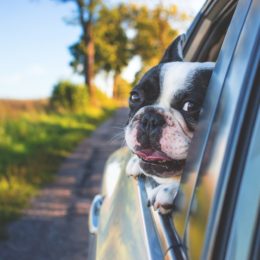 Assurez la sécurité en voiture de votre chien avec une ceinture adaptée